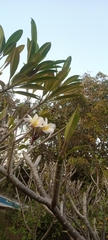 Plumeria rubra