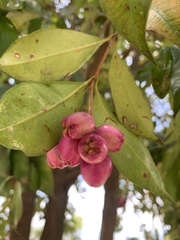 Syzygium