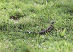 Ameiva praesignis