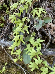 Lygodium palmatum