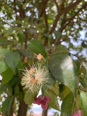 Syzygium