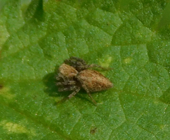 Oxyopes heterophthalmus