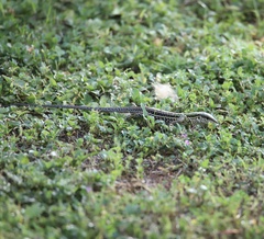 Ameiva praesignis