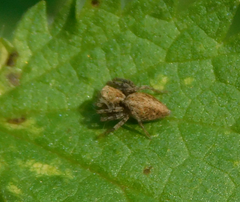 Oxyopes heterophthalmus