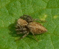 Oxyopes heterophthalmus
