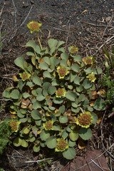 Pozoa coriacea