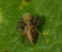 Oxyopes heterophthalmus