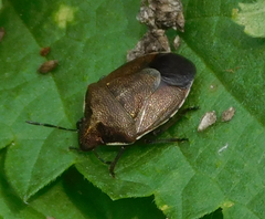 Rubiconia intermedia