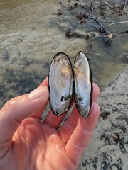 Uniomerus columbensis