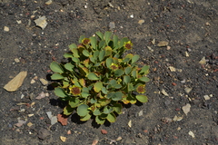 Pozoa coriacea