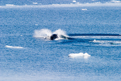 Balaenoptera bonaerensis