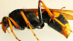 Cryptocheilus bicolor