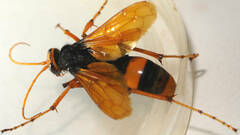 Cryptocheilus bicolor