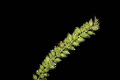 Tragus berteronianus