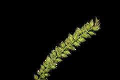 Tragus berteronianus