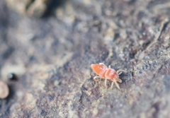 Eutrombidiidae