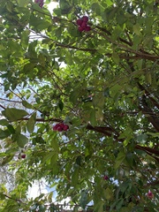 Syzygium