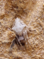 Socca pustulosa