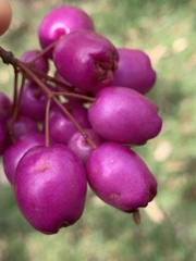Syzygium