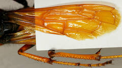 Cryptocheilus bicolor