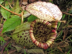 Nepenthes burbidgeae