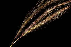 Dichanthium annulatum papillosum