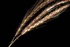 Dichanthium annulatum papillosum