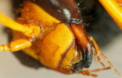 Cryptocheilus bicolor