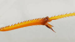 Cryptocheilus bicolor