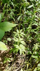Anemone cylindrica
