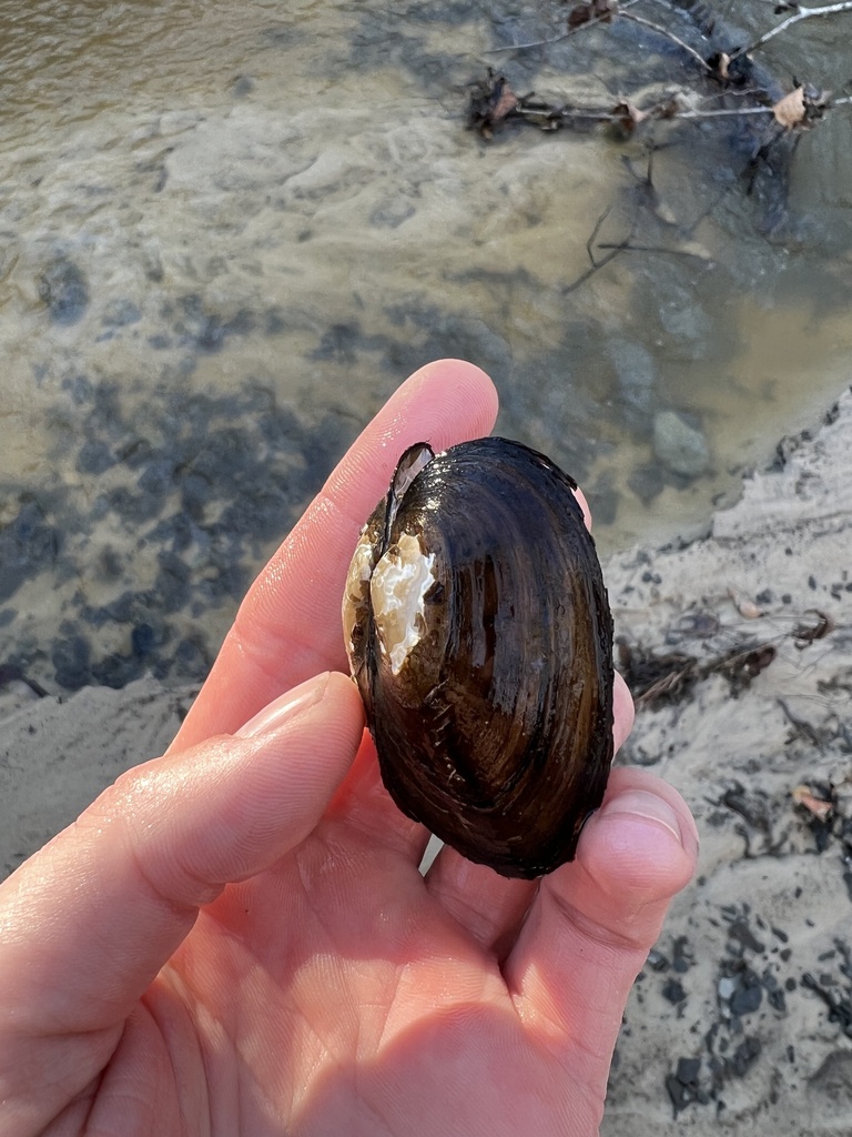 Apalachicola Pondhorn