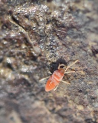 Eutrombidiidae