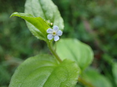 Hackelia latifolia