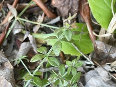 Galium bermudense