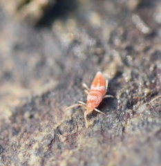 Eutrombidiidae