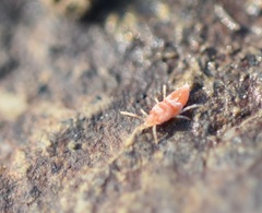 Eutrombidiidae