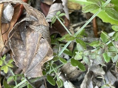 Galium bermudense