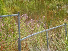 Epilobium hirsutum