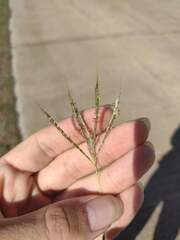 Dichanthium annulatum papillosum