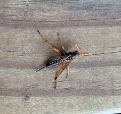 Echthromorpha intricatoria