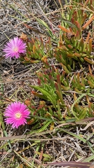 Carpobrotus chilensis