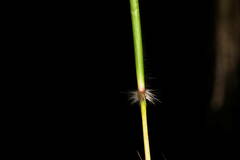 Dichanthium annulatum papillosum