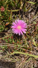 Carpobrotus chilensis