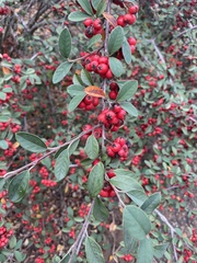 Cotoneaster