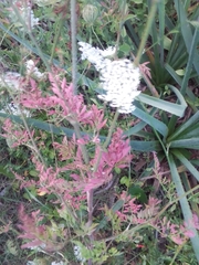 Daucus carota