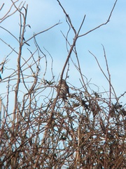 Passerella iliaca iliaca