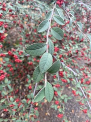 Cotoneaster