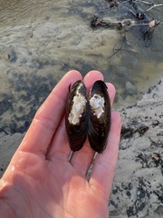 Uniomerus columbensis