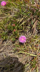 Carpobrotus chilensis