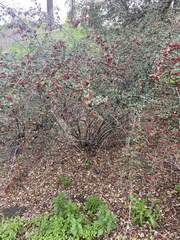 Cotoneaster